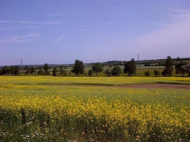 Summer field